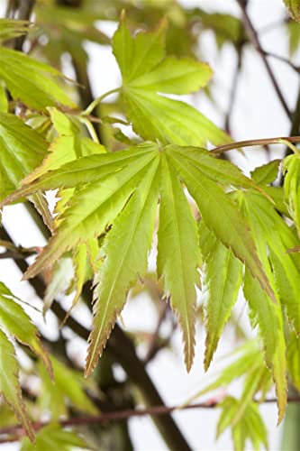Acer palmatum 'Orange Dream' 40-60 cm – Winterhart, Mehrjährig, Pflegeleicht – Japanischer Ahorn – Ziergehölz für Garten & Kübel