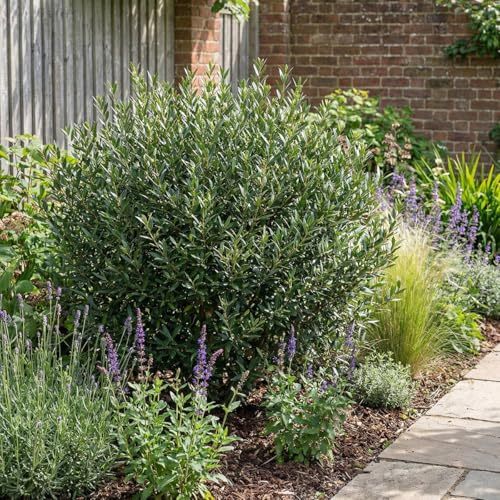 Bloomique - Phillyrea Angustifolia - Caliza de piedra - Plantas de jardín - Planta de seto - Gaulteria - Altura 70-90 cm - Maceta 23 cm