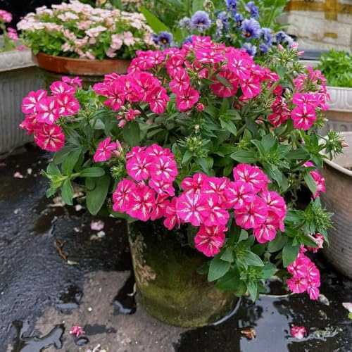 semi di phlox - phlox rampicanti, giardino roccioso ornamentali per zone soleggiate semi di per balcone selvatici esotici giardino, 900semi