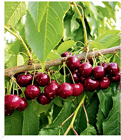 BALDUR Garten 1x Selbstfruchtende Süßkirsche Swing, Pflanze im 3 Liter-Topf, Prunus avium, Kirschbaum, essbare Früchte, bienenfreundlich,selbstfruchtend, wurmfrei, winterhart, pflegeleicht, blühend