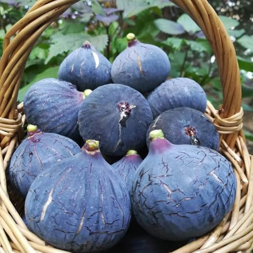 Semi di fico resistenti all'inverno, nani sono il fico, Ficus carica, perenni resistenti 60pcs
