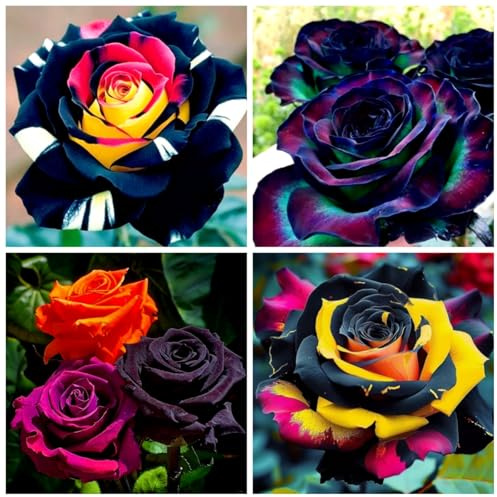 Edelrose – Winterharte Rose für sonnigen Garten, blühintensiv und langlebig-B-4 knolle