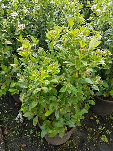 Mittelmeerschneeball, Viburnum tinus Eva Price Solitär 100-125 cm hoch 15 L | Immergrün, winterhart & winterblühend – pflegeleicht, schnittverträglich, Blüte von Winter bis Frühling