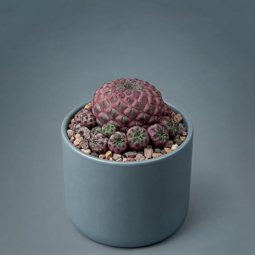 Mini-Kaktus Sulcorebutia rauschii violacidermis - Bolivianischer Hochanden Kaktus mit violett-purpurner Körperfärbung & karminroten Blüten - 6 cm Topf