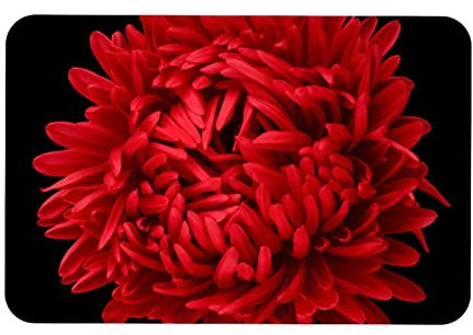 VBFOFBV Teppich für Schlafzimmer, Badematte, Küchenteppich, waschbarer Überwurf für Küche, Wäsche, Tür, Veranda,Rote Chrysanthemen Blumen Kunst modern