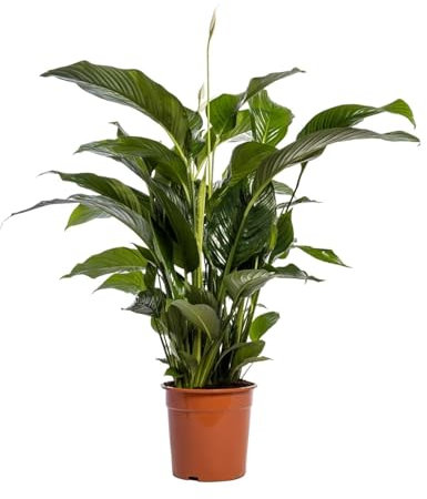 Einblatt - Spathiphyllum Bellini - Zimmerpflanze - Ø24cm - 100cm