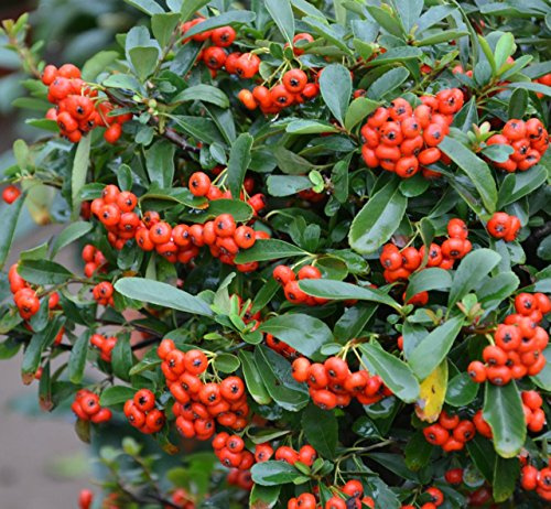 Futaba® Pyracantha Rosaceae arbusti sempreverdi 30 semi