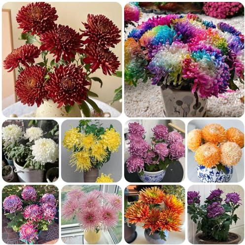Semi di crisantemo - da balcone semi di esotiche decorazione da giardino per esterni giardino di semi di estivi d'appartamento 100pcs