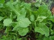Arugula Italian Cress Rocket Great Heirloom Vegetable Bulk 15,000 Seeds