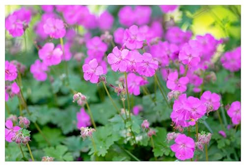 3 x Geranium cantabrigiense 'Karmina' (Winterhart/Stauden/Staude/Bodendecker/Mehrjährig/Immergrün) Cambridge Storchschnabel - Rosa Blüten, die Schmetterlinge und Bienen anziehen - von Stauden Gänge