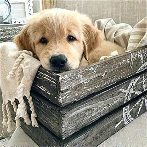 Pentoa 5D Diamond Painting Komplettes Hund, DIY Stickerei Diamant Malerei Kits Tiere, Diamant Kunst Handwerk Leinwand DIY Handwerk Haus Wanddekoration Deko 40 × 40 cm