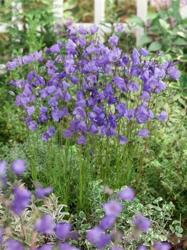 Campanula rotundifolia 9x9 cm Topf – Winterhart, Mehrjährig, Pflegeleicht – Rundblättrige Glockenblume – Staude für Steingarten & Beet