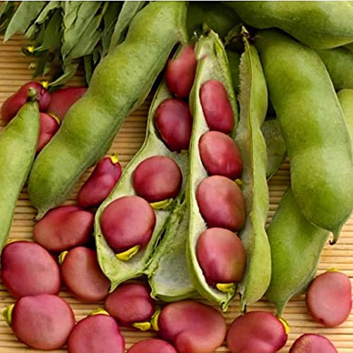Buy4seeds Broad Bean Pink Karmazyn 30 Seeds Simple to Grow