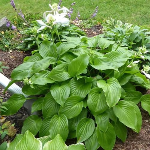 semi di hosta resistente - precoce rari balcone 400pcs
