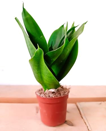 BotanicaUrbana- Sansevieria Green Jade, Planta Natural de Interior, Verde, Maceta 6.5 cm Diámetro, 12 cm Alto, Bajo Mantenimiento