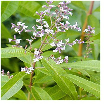 Verbena Lemon Aloysia citrodora Lippia citriodora herb Plant 9cm Pot
