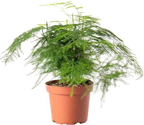 Asparagus Plumosus Large Indoor House Plant Real Tall Tropical Evergreen Plants (30-40cm (Incl. Pot))