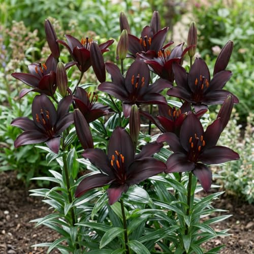 Bulbes de Lys Blacklist - Lys Bulbes - 10 Bulbes de Fleurs à Planter Exterieur - Plantes Vivaces Exterieur - Rustique - Naturelle Plantes de Hollande (gros bulbes, pas de graines) ielle)