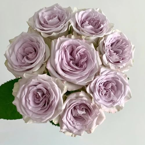 semillas de rosas - resistentes trepadoras Cobertura del suelo 500pcs