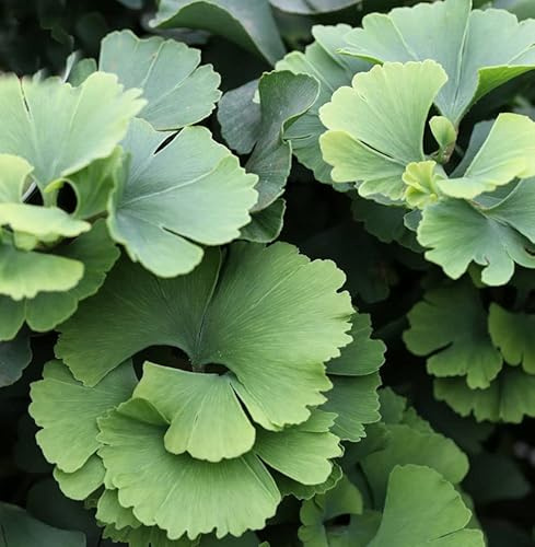 Fächerblattbaum Troll 15-20cm - Ginkgo biloba - lebende Gartenpflanze aus den Baumschulen