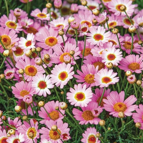 Carbeth Plants - Marguerite La Rita Pink Daisy in 10.5cm Pot - Summer Bedding Plant for Patio Pots or Garden (1)