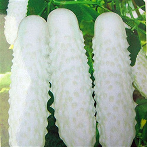 Concombre Semi Cour Jardin Cucumis Graine De La Décoration Du Jardin Graines De Fleurs Bonsaï