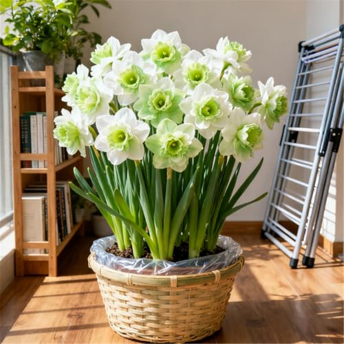 Narcisi giallo-bianchi/Narcisi nani/Profumati/Resistenti al freddo-4 PCS-B