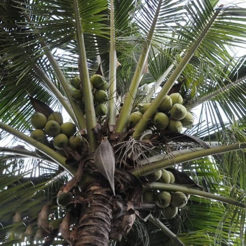 palma da cocco - Cocos nucifera semi di giardino selvatici semi perenni resistenti letto elevato giardino 5pcs