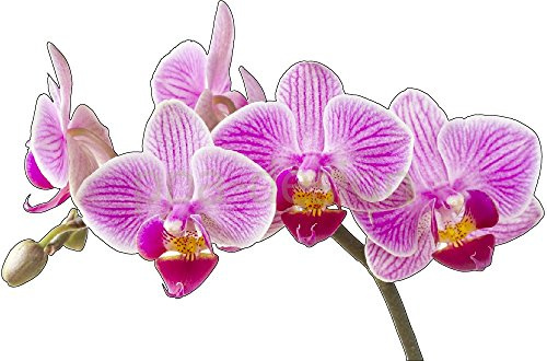 Sticker Autocollant Mural Nature Fleur Orchidée - SAD1001 (Largeur 50cm)
