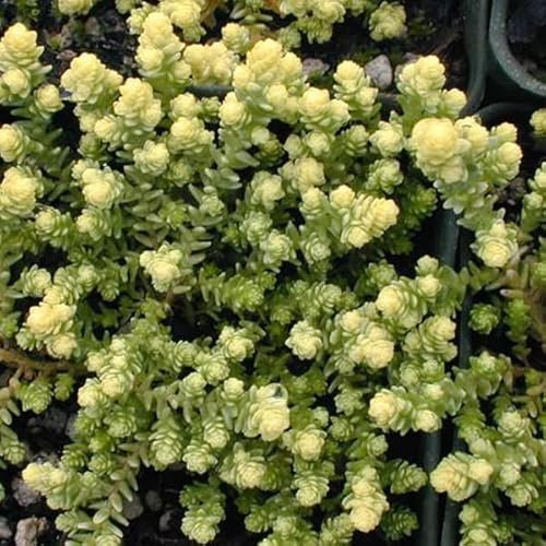 6 x Sedum Acre 'Elegans' - Perenni Vaso 9cm x 9cm