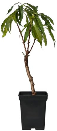 Plant in a Box - Prunus Persica Bonanza - Pesco nano - Bellissima fioritura rosa - Pianta da giardino - Vaso 14cm - Altezza 60-70cm