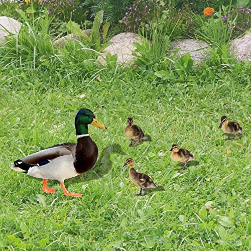 Gartendekorationen im Freien, dreidimensionale Innenhof Wilde Ente, Huhn Acryl Spiegel Hof Kunst Garten Outdoor Dekorationen, geeignet für Gärten, Innenhöfe, Parks, Herrenhaus (B)