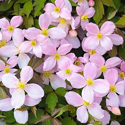 Clematis Montana Rubens Deciduous Scented Pink Flowering Climber Shrub (110-120cm Incl. Pot)