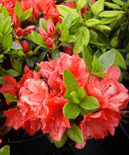 Japanische Azalee Rhododendron obtusum 'Geisha orange Satschiko' 15-20 cm