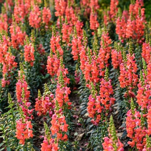 rittersporn blumengarten dachbegrünung blumenwiese herbstaussaat mehrjährig wildblumen balkonblumen blumenbeet balkon biosaatgut blumenstauden winterhart schnittblumen blumensaat 120samen