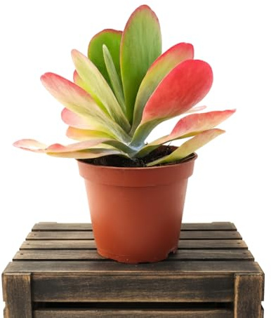 DECOALIVE Kalanchoe Thyrsiflora Kalanchoe Labios Rosa 12 cm de Diámetro, Altura 20 cm, Suculenta de Interior