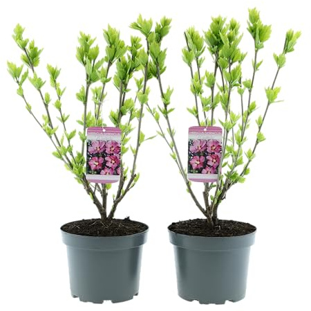 GARDENZO Hibiscus syriacus (Garten-Eibisch), Winterharter Blütenstrauch, 50–70 cm, C3 Topf (19 cm), Blütezeit Juli–September (2, Rosa - 'Woodbridge')