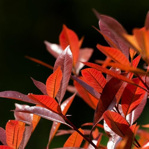 Semi di Photinia Red Robin ornamentali resistenti siepe, per giardinieri selvatiche, giardino balcone 300pcs