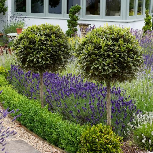 YouGarden Bay Tree Standard Tree 70-80cm Tall, Single Garden Ready Potted Bay, for Patios and Gardens, Edible Plant Grow Your Own Herbs