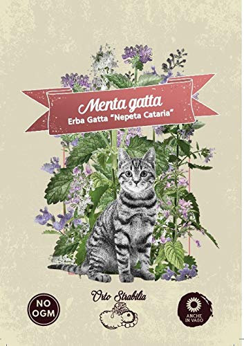 Erba gatta,Menta gatta,Nepeta cataria,gr 0,3,semi rari,semi strani,orto strabilia