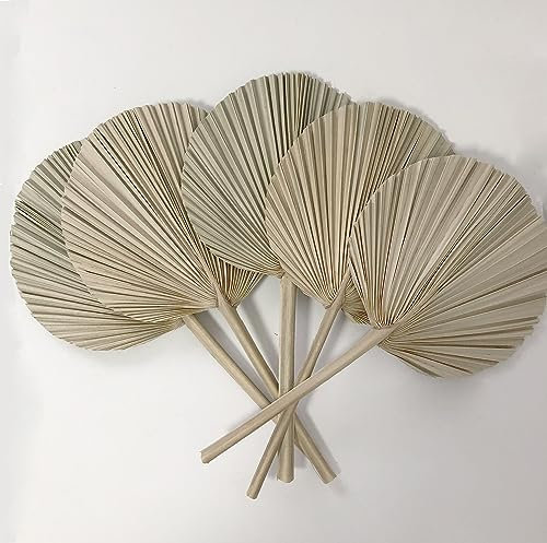 DongArts 5 foglie di palma secche, di forma rotonda naturale, per palme tropicali, per decorazioni per la casa e le piante secche