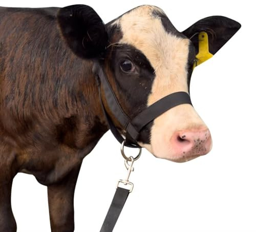 Cow Halter Cattle Halters Calf Halter with Leading Rope，Adjustable Nylon Livestock Cattle Halter，for Miniature Horse Donkey Goat Foal (Black, Large)