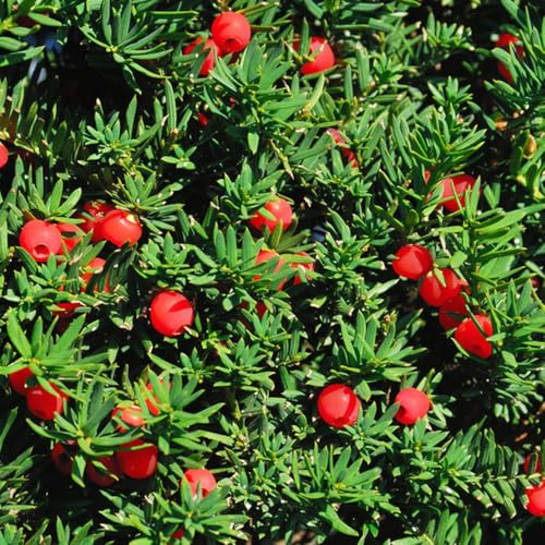 semillas de taxus baccata - samen perennes resistentes, interior semillas orgánicas variedades antiguas, 300pcs