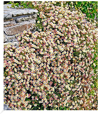 BALDUR Garten Spanisches Gänseblümchen, 3 Pflanzen Erigeron Staude winterharte Staude, mehrjährig, blühend, Erigeron karvinskianus, Korbblütler, Blütenteppich