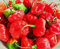 Huifang 50 semillas de pimiento Aji cachucha.