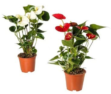 Duo de Anthurium | Blanco & Rojo | DECOALIVE | Plantas de Interior | Flores Naturales
