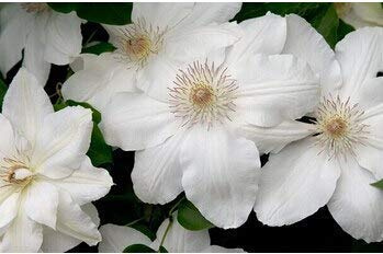 Rosa: 100 pezzi di semi di clematide, semi di piante di clematide Clematis Florida Thunb semi di Fiori per la piantagione di da giardino