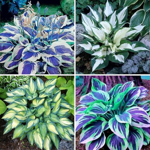 Hosta Hardy Buy Hosta Hardy - Premium Hosta Rhizomes to Buy Directly - 10 Hosta Knolle-I