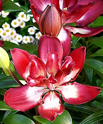 5x Frische Blumenzwiebeln Lilien Double sensation rot weiß Doppelt gefüllt