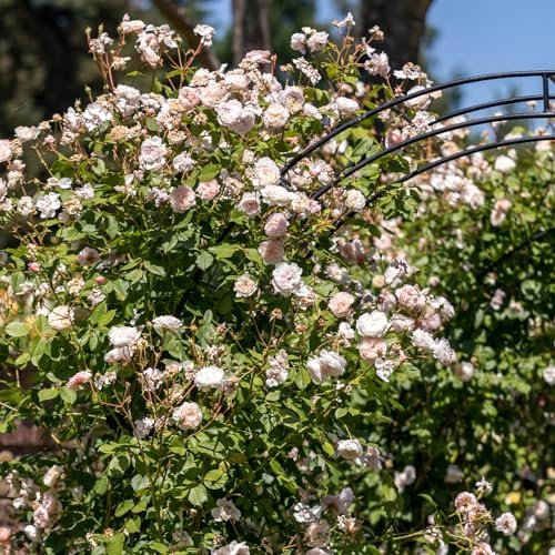 Ramblerrose 'The Albrighton Rambler' von David Austin, ausgezeichnete englische Markenrose, lange Blüte, pflegeleicht, robust und winterhart, Blütezeit Juni bis Oktober, 5 Liter Topf